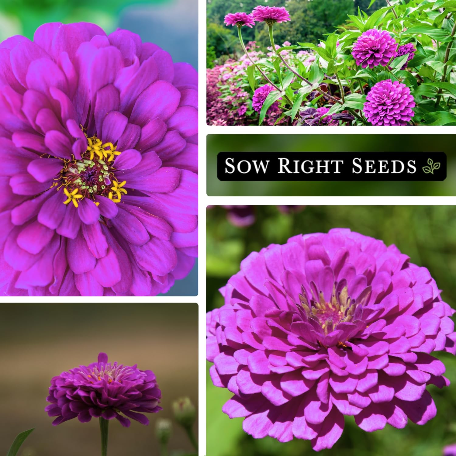 Luminosa Zinnia Seeds NonGMO, Drought Resistant, Easy to Grow, Pink Flowers
