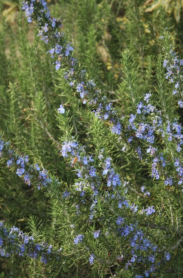 Set of 2 Live ARP Rosemary Plants – 2–5” Tall – No Pot – Culinary Herb