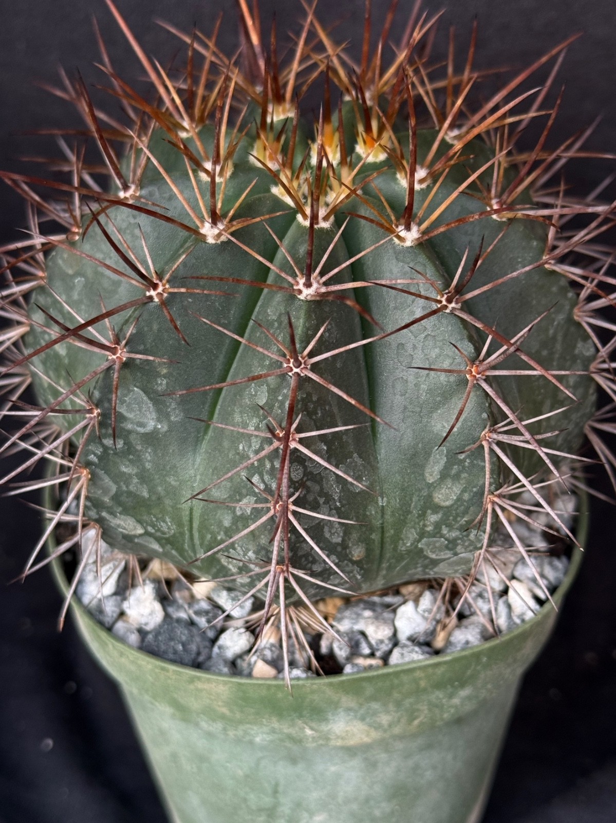 Melocactus albicephalus, 4″ cephalium bearing cactus plant
