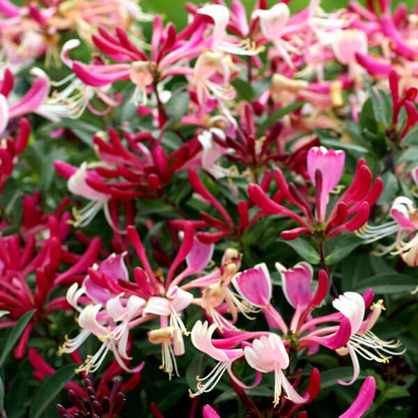 ~Serotina Belgica~Honeysuckle Vine Plant Late Dutch Lonicera~HUMMINGBIRD HEAVEN!