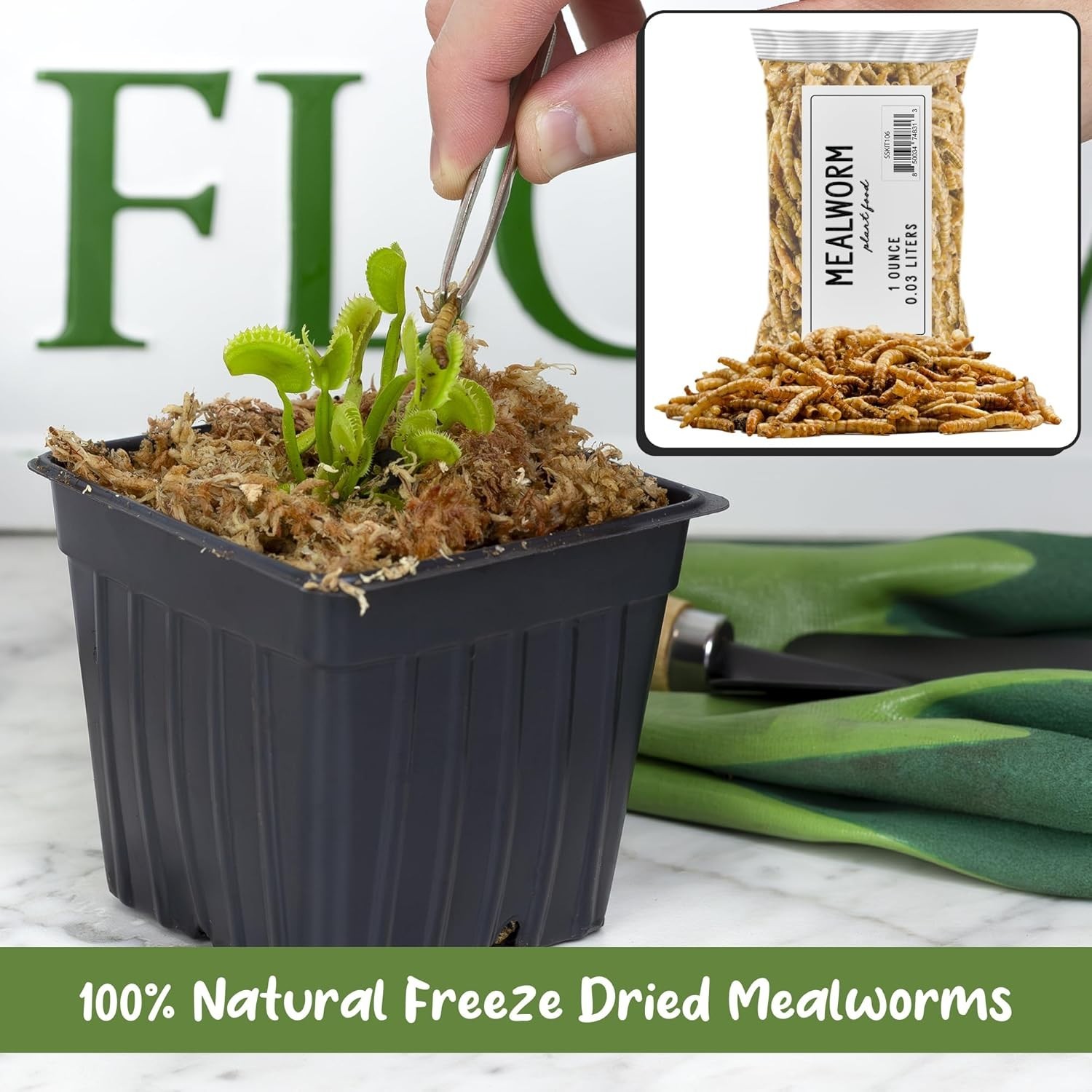 1oz Dried Mealworms – Ideal Carnivorous Plant Food for Venus Fly Traps & More