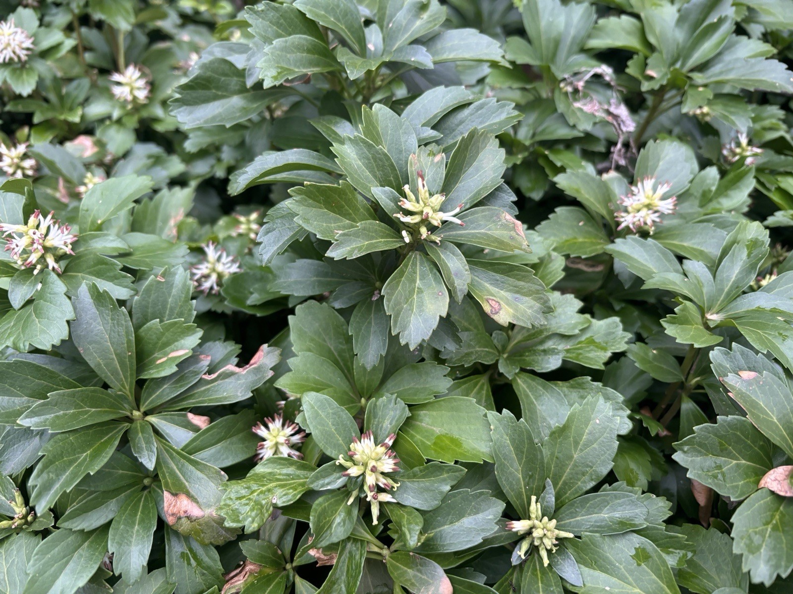PLANTS Pachysandra -Buy 100 Get 50 FREE – Well Established-NOT Cuttings