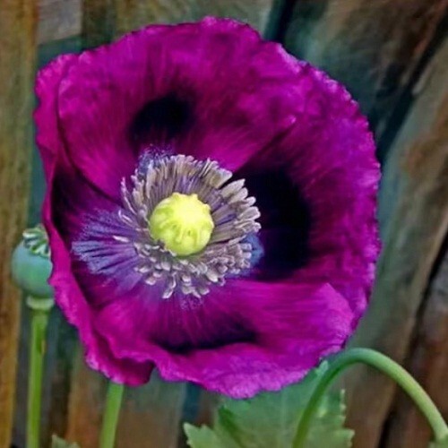2,500 Heirloom Lauren’s Springer’s Grape Papavaer Somniferum Poppy Seeds Non-GMO
