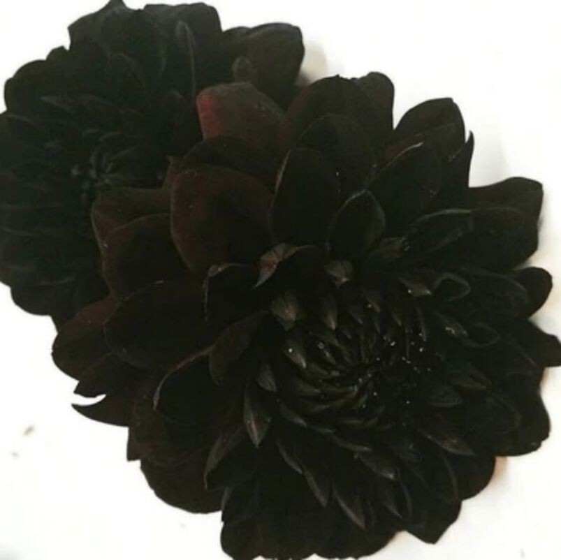 US-Seller Rare Beautiful Perennial Dahlia Flowers Seeds 20PCS