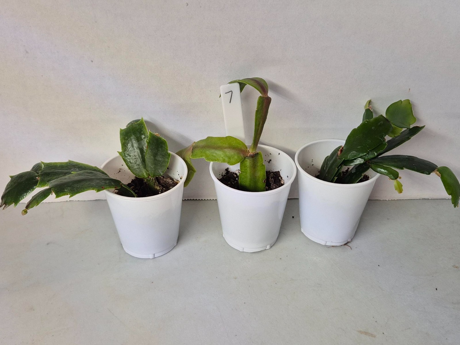 Lost tags – 3 pots – # 7 Thanksgiving/Christmas Cactus Schlumbergera