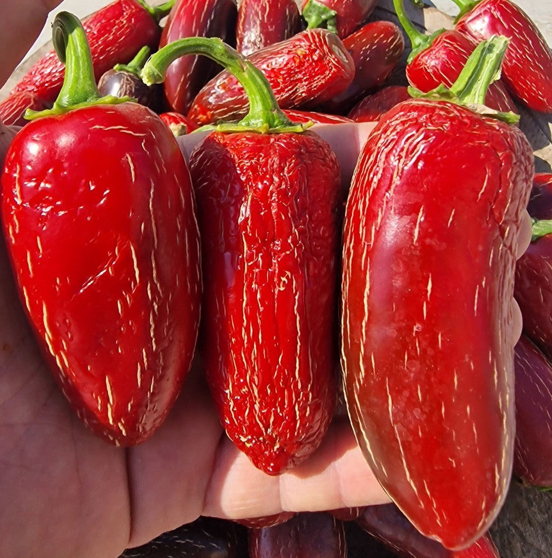15 – Pepper Seeds – Choice 2025 Premium Fresh – Craig’s Grande Jalapeño – A 27
