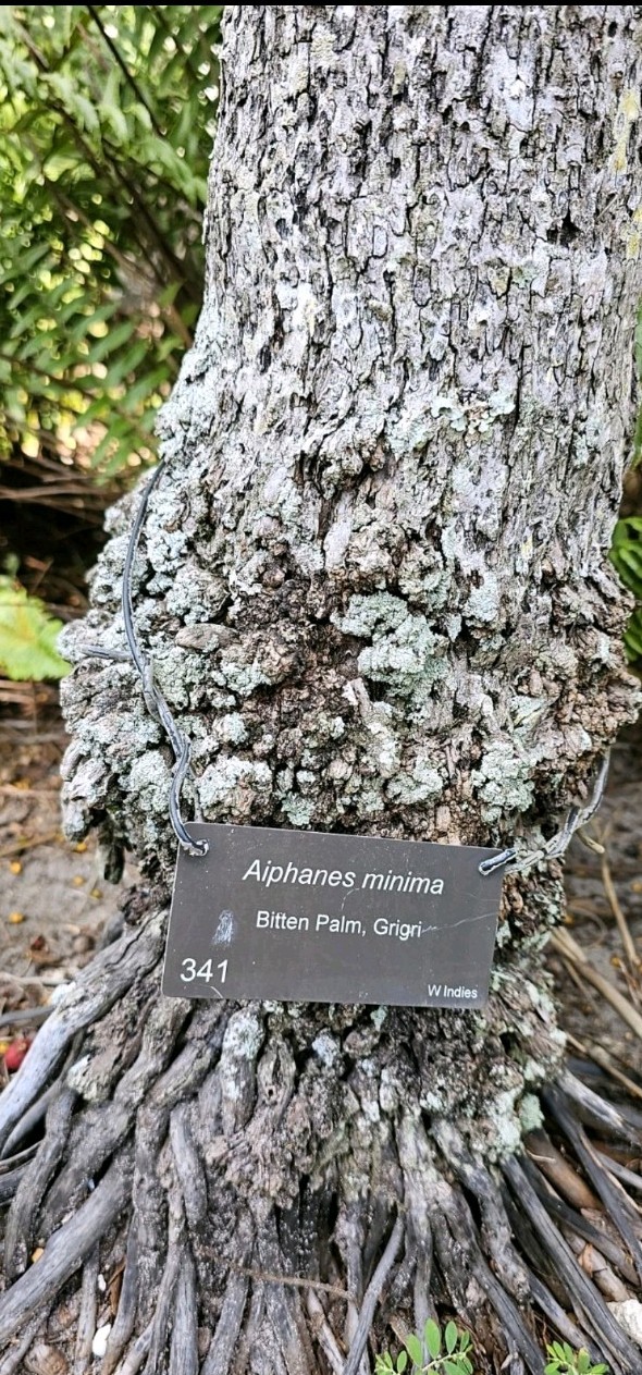 Aiphanes minima 10 Seeds Macaw Palm, Grigri, Bitten Palm very rare Florida