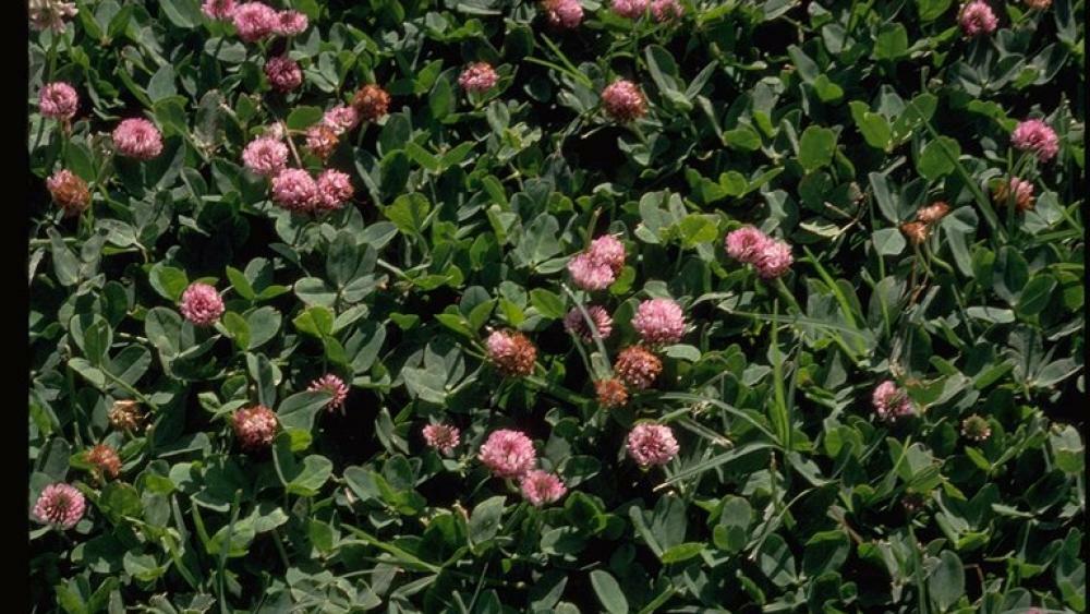 Clover STRAWBERRY Perennial Groundcover Pollinator Bees Love! Non-GMO 1000 SEEDS