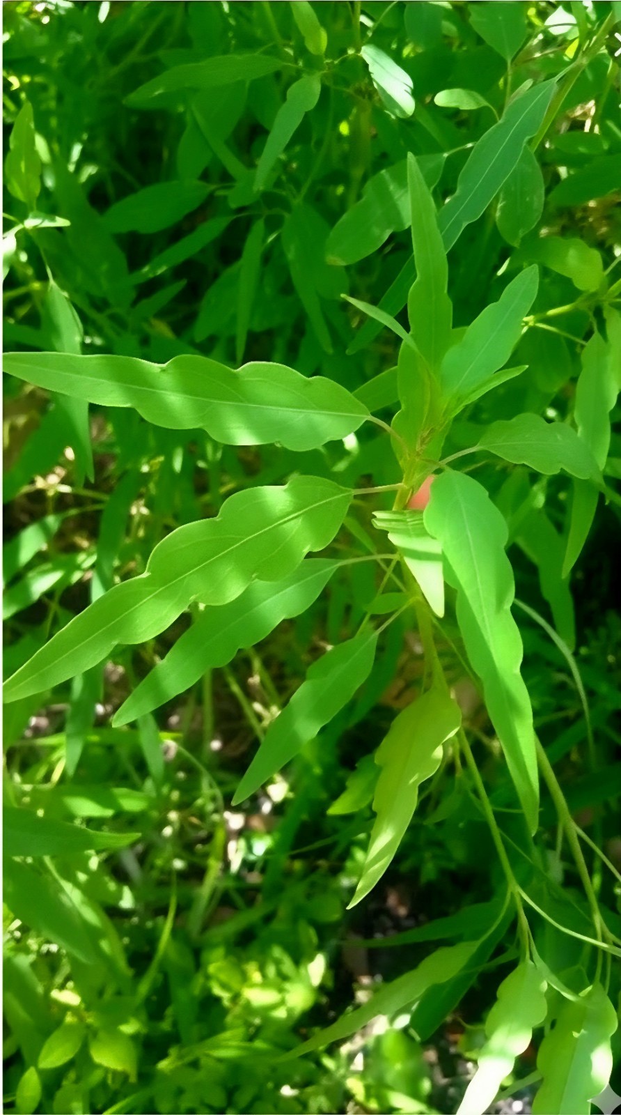 Papalo Quelite-pipicha – Chepiche–Porophyllum linaria–200 Seeds