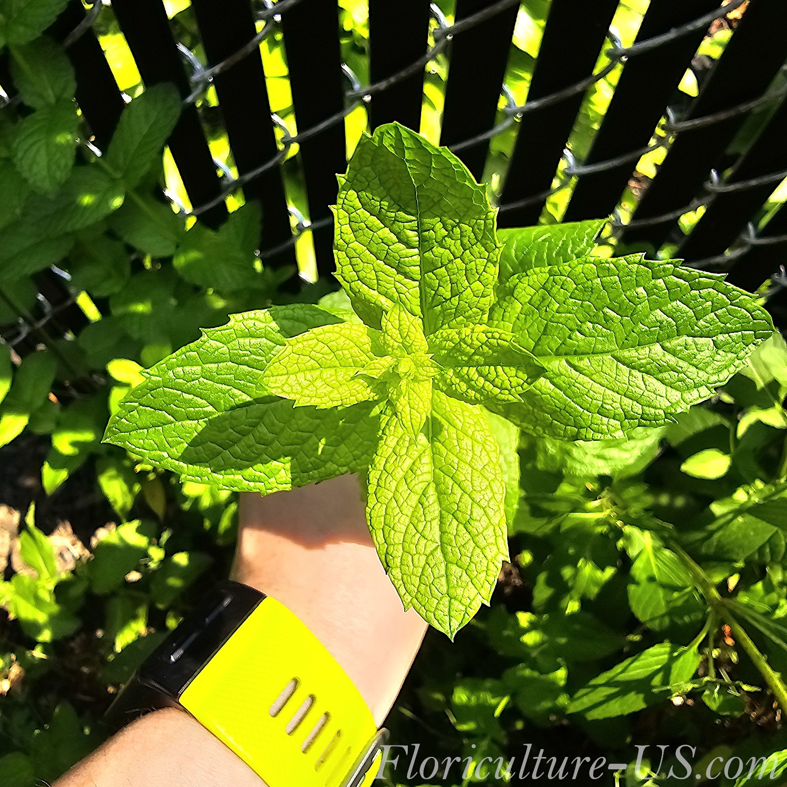 Mentha – Spearmint & Peppermint, Live Mint, Unrooted Cuttings, Herb