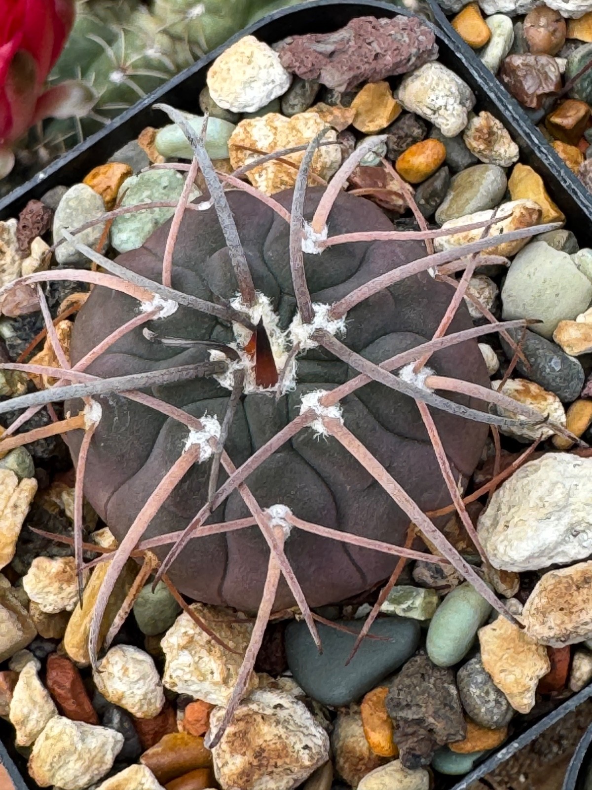 Gymnocalycium spegazzinii v. major Dark Form Cactus Plant Long Curved Spine