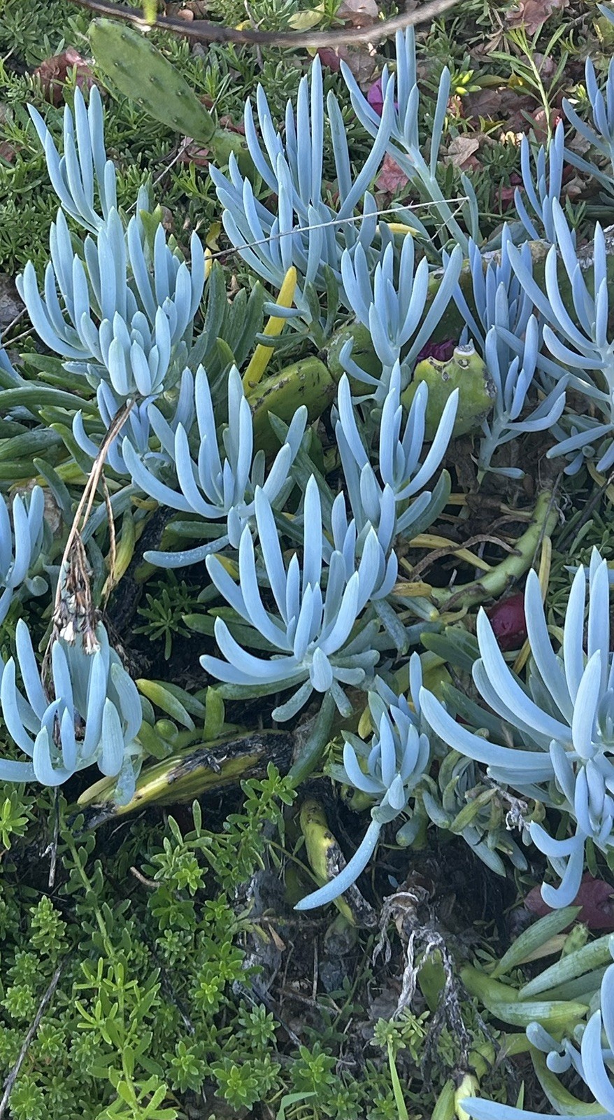 Blue Chalk Stick Cuttings