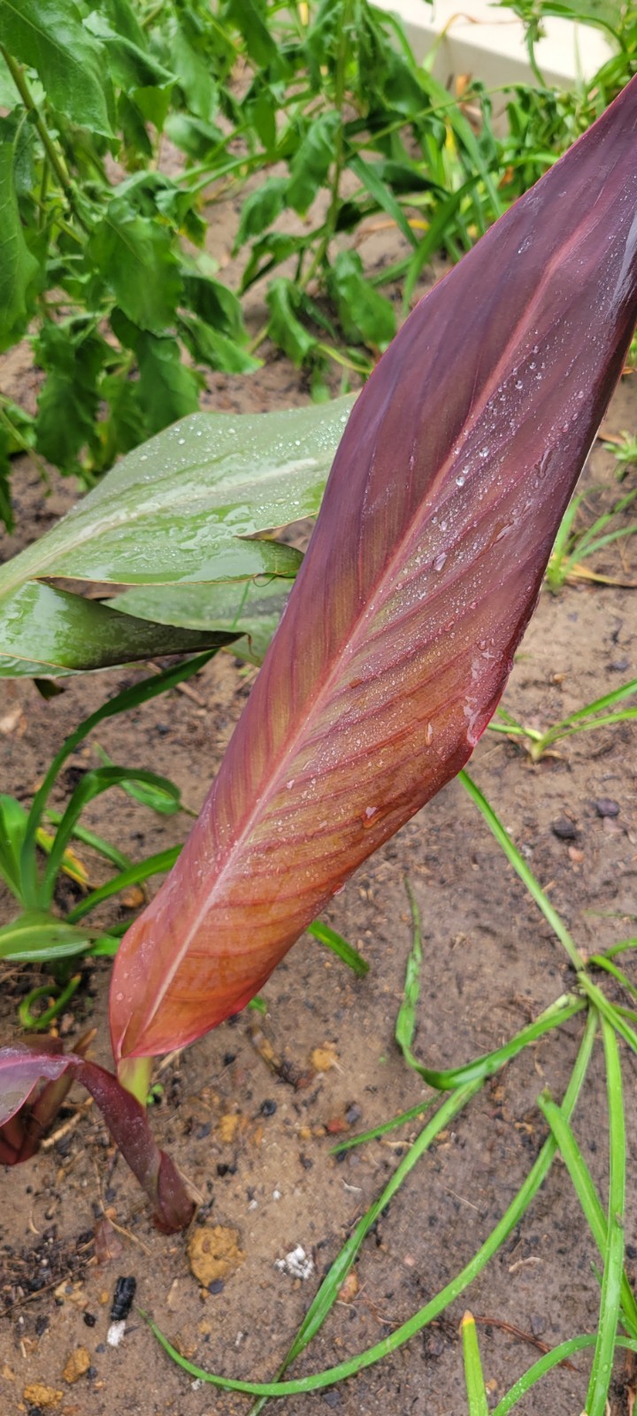 Orange Canna Lilly Bulbs with Purple and Green Foliage (3 Count) Perennial