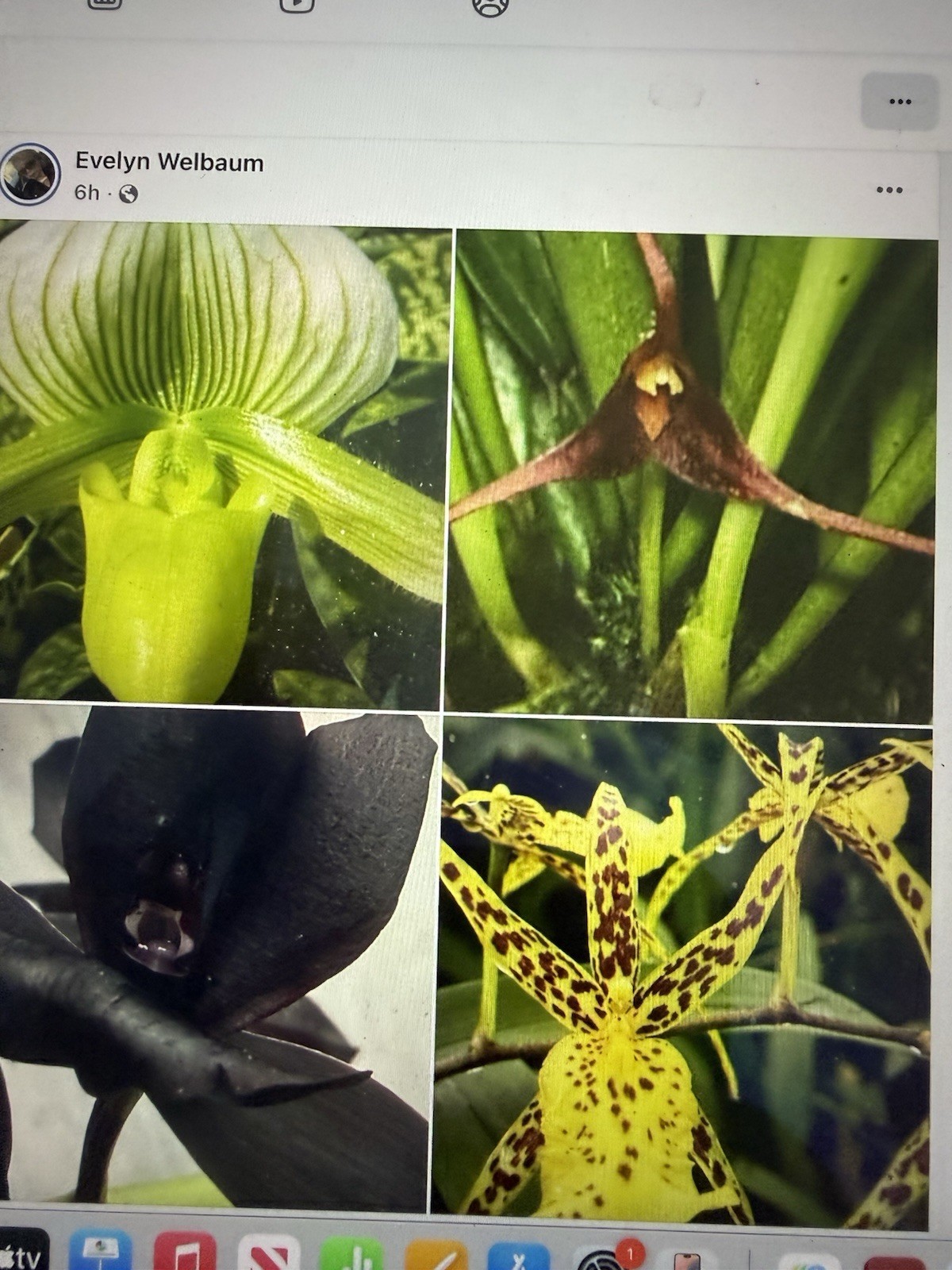 Orchid Plant Premuim Box full some in Pots no bloom w tag 20