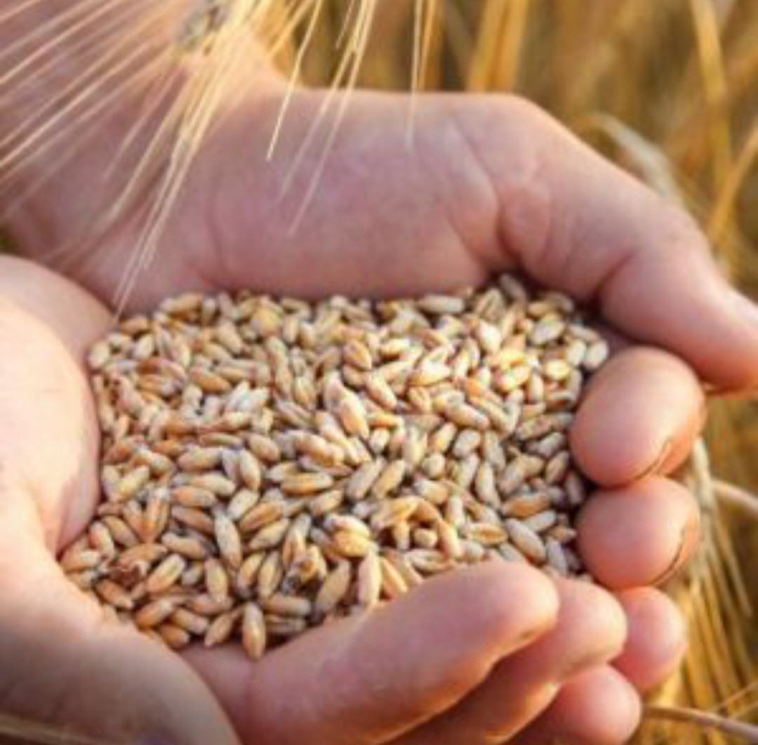 Haleem White Wheat Seeds (200) / Easy / Middle Eastern Cuisine / Rare