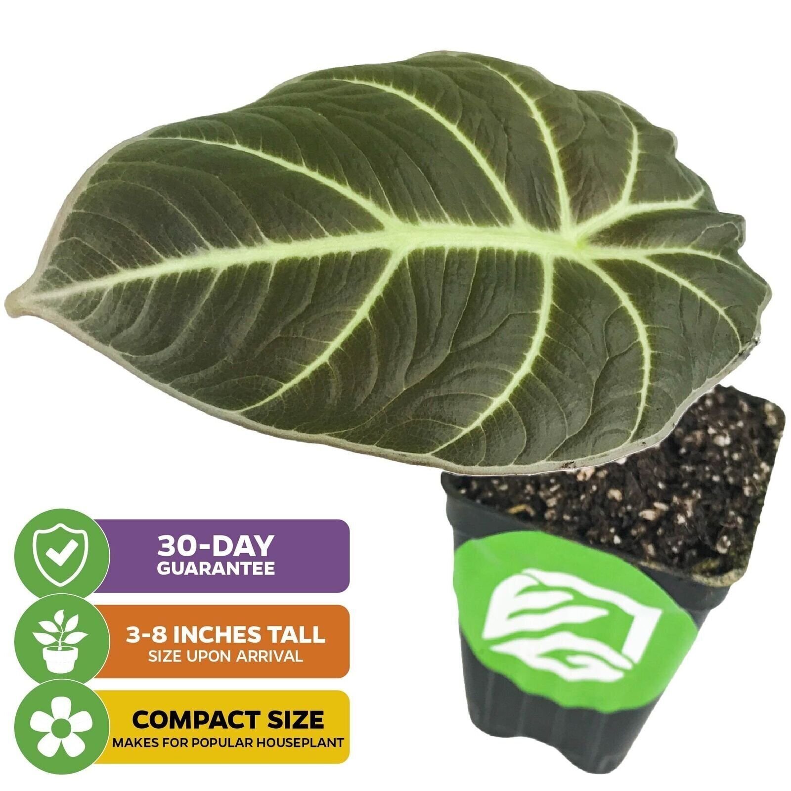 Black Velvet Elephant Ear – Alocasia reginula – Live Plant