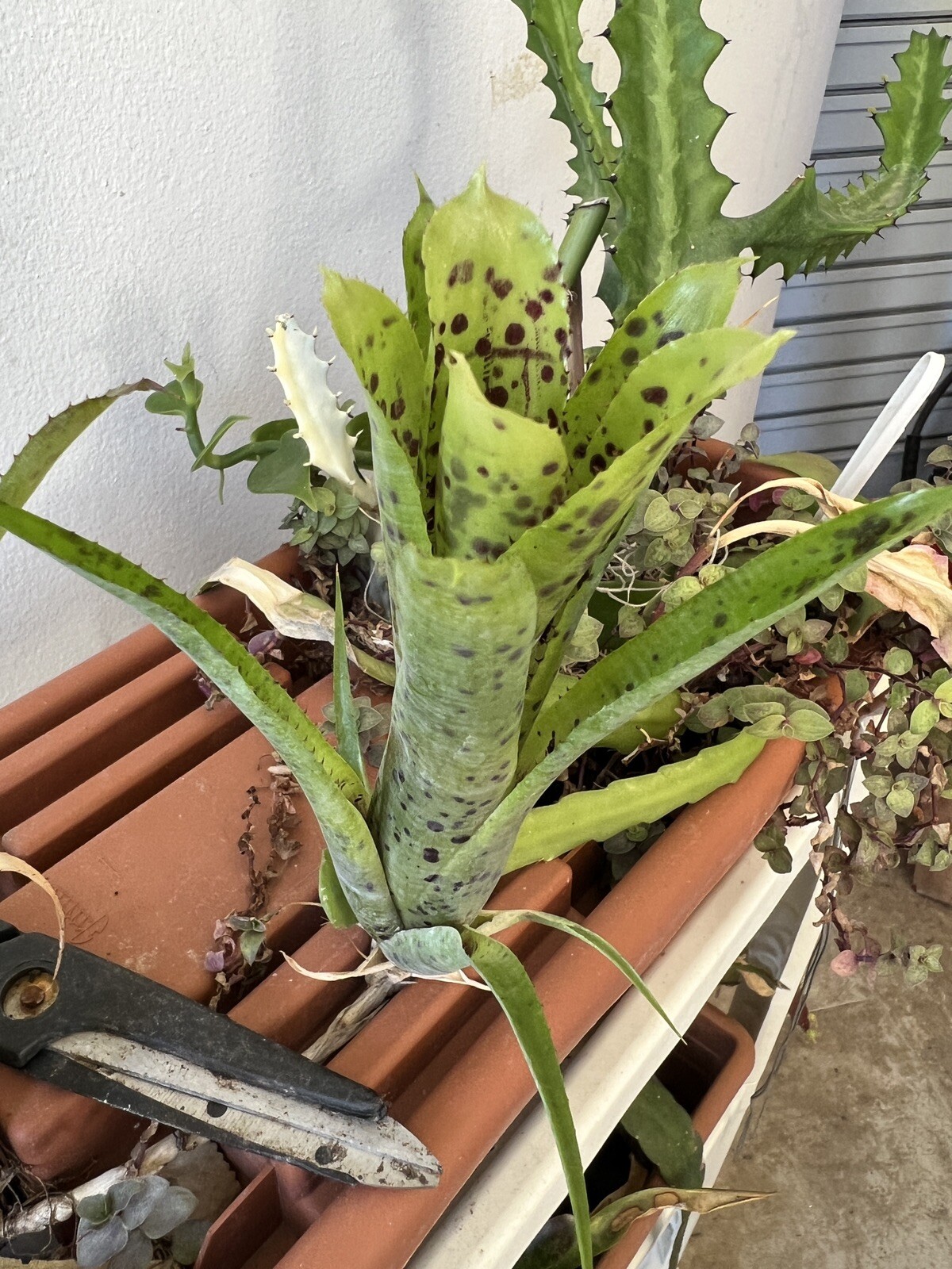 Exotic LANDSCAPE PLANT Pup mini Bromeliad purple green colorful -unbranded