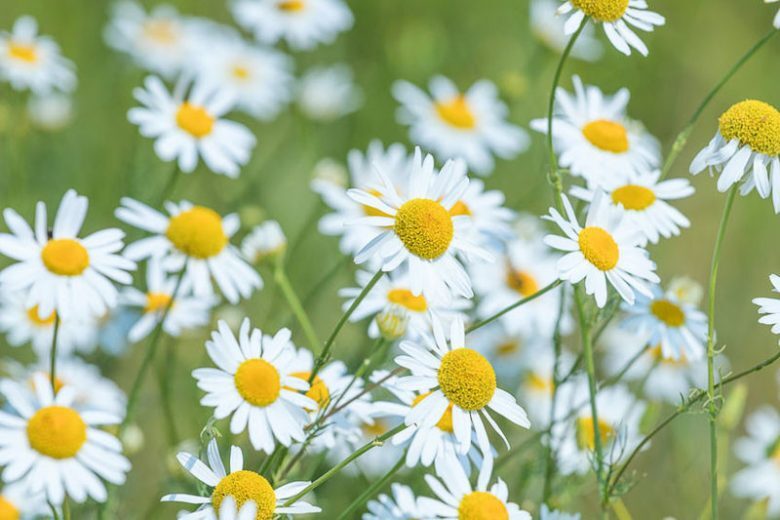 Matricaria chamomilla GERMAN CHAMOMILE Seeds!