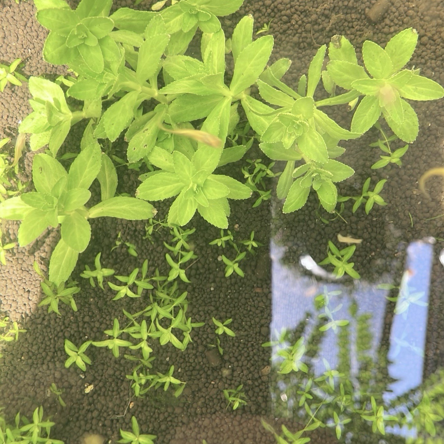 A Bunch Rice paddy herb Limnophila Live Aquarium Plant Buy 2 Get 1 Free