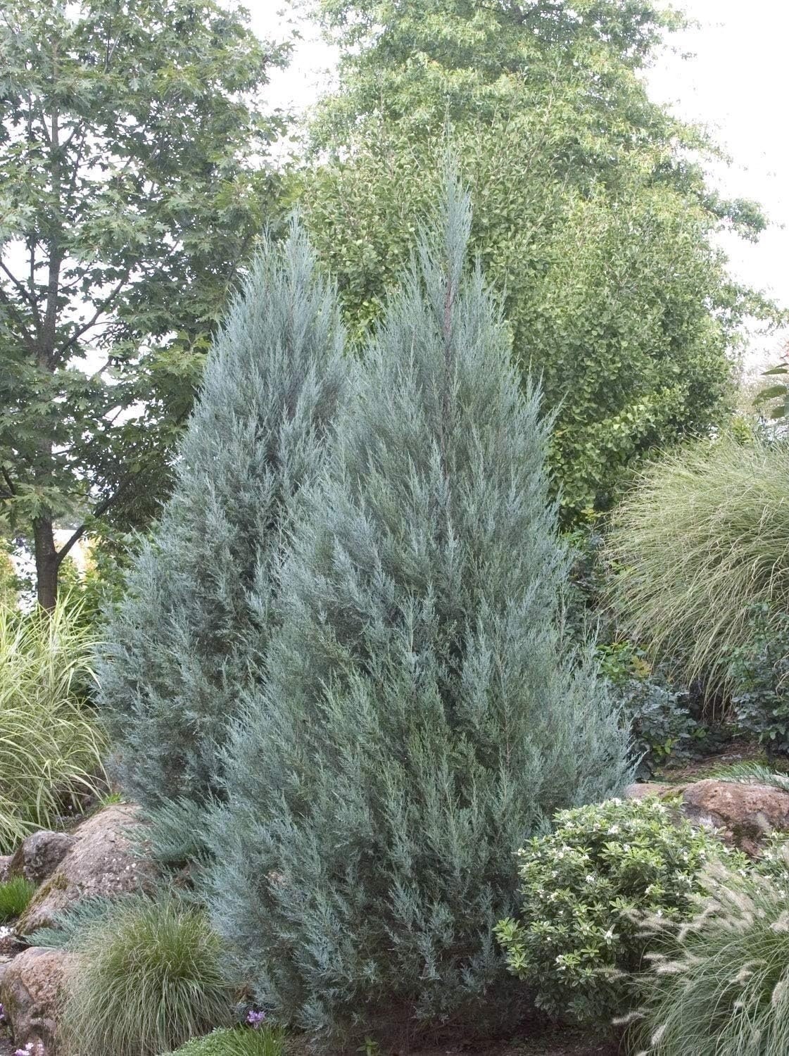 Juniper Moonglow | 4 Inch | Juniperus scopulorum | Groundcover | Erosion Control