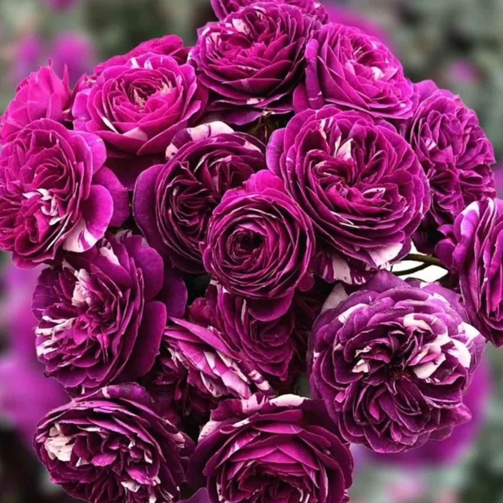 20pcs “Scented Jewel” Rose Seeds – Fragrant Floribunda Variety, Purple & White