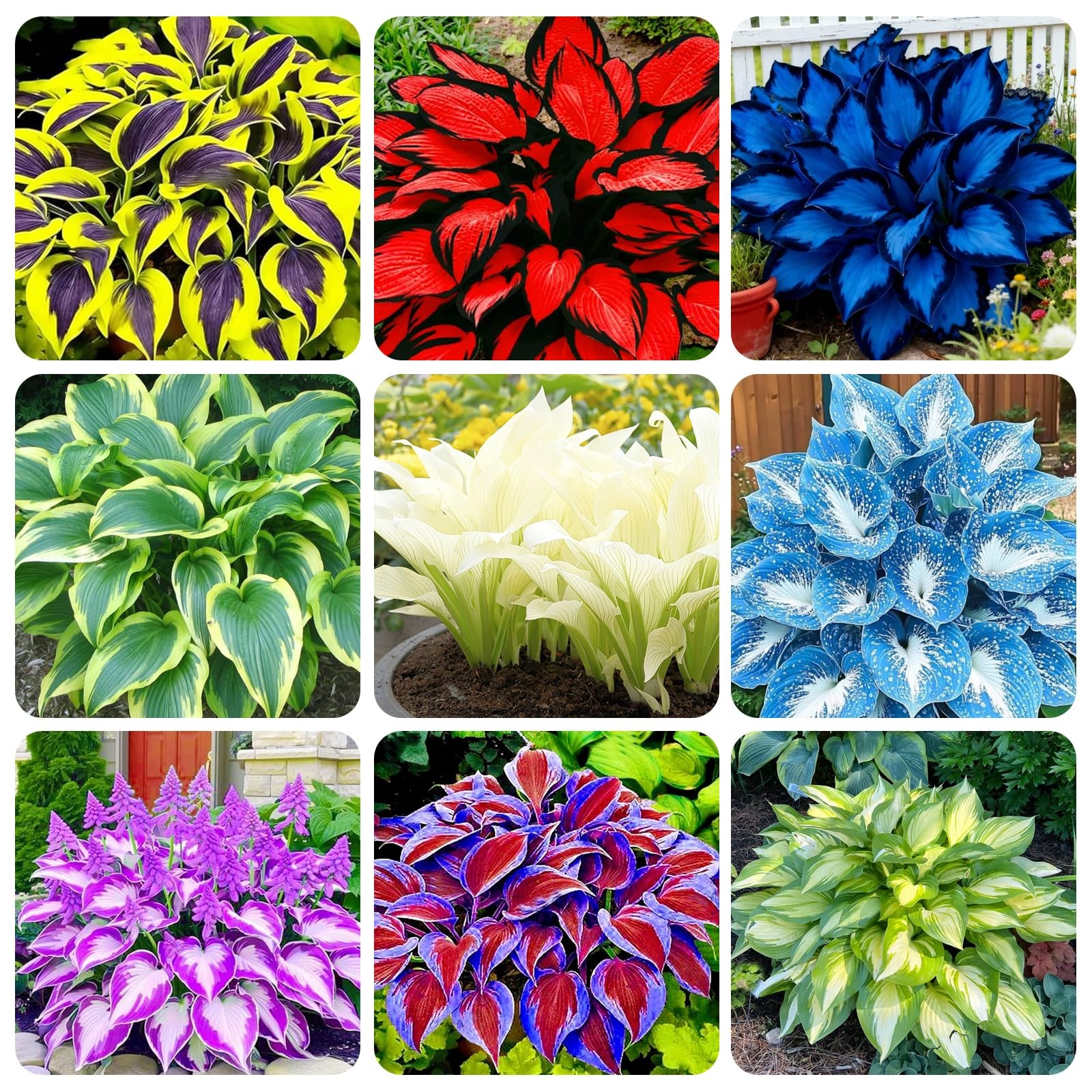 290+ USA PERMIUM Giant Hosta Seeds for Planting Indoor Outdoor-Non GMO Mixed