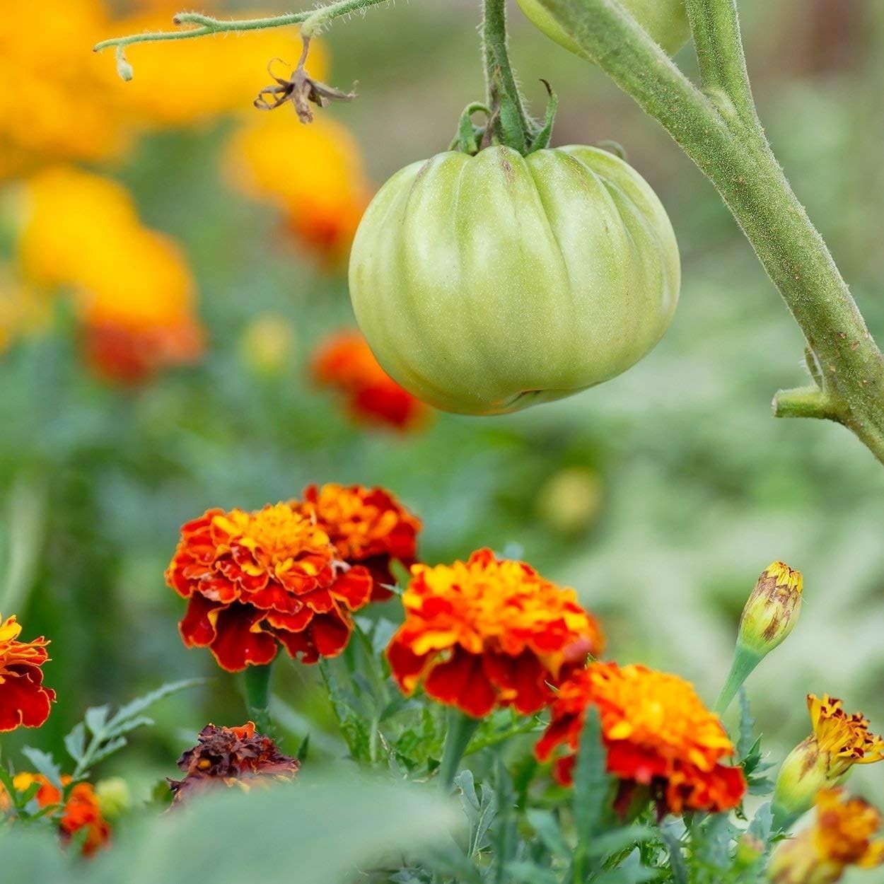 Orange Red Yellow Marigold Seeds – Easy Grow Fragrant Pollinator Attractor