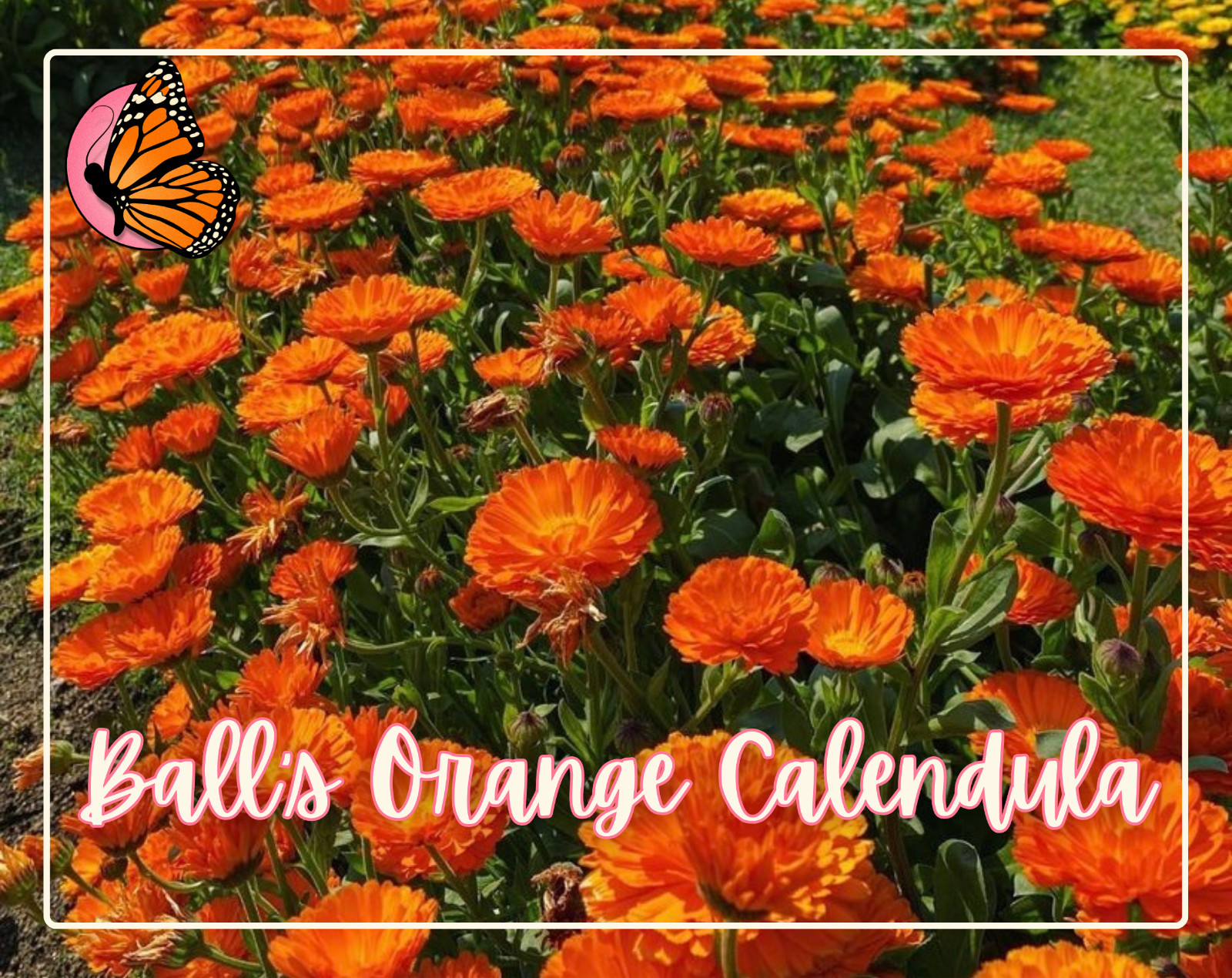 ANNUAL FLOWERS SEED BUNDLE | 12 Unique Seed Packets for Annual Flower Gardening!