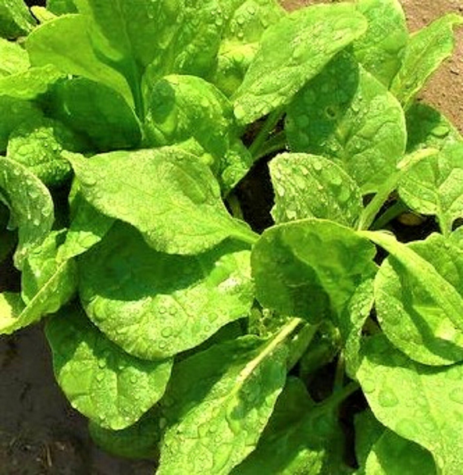 Viroflay Spinach Seeds 100+ Seeds NON-GMO BUY 4 GET FREE SHIPPING