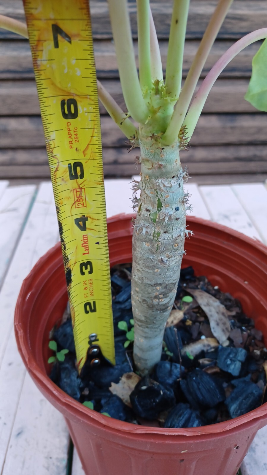 RARE! Buddha Belly Plant BONSAI BUTTERFLIES LOVE ! RARE YELLOW!
