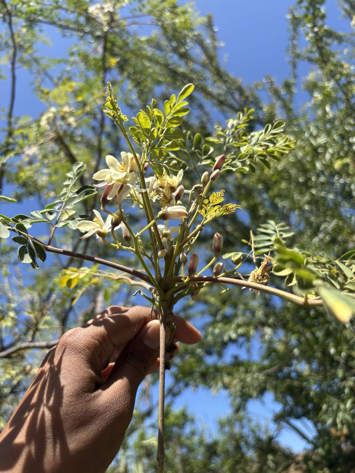 6 Organic Moringa Oleifera Cuttings. Approx 8-10 Inches Each.