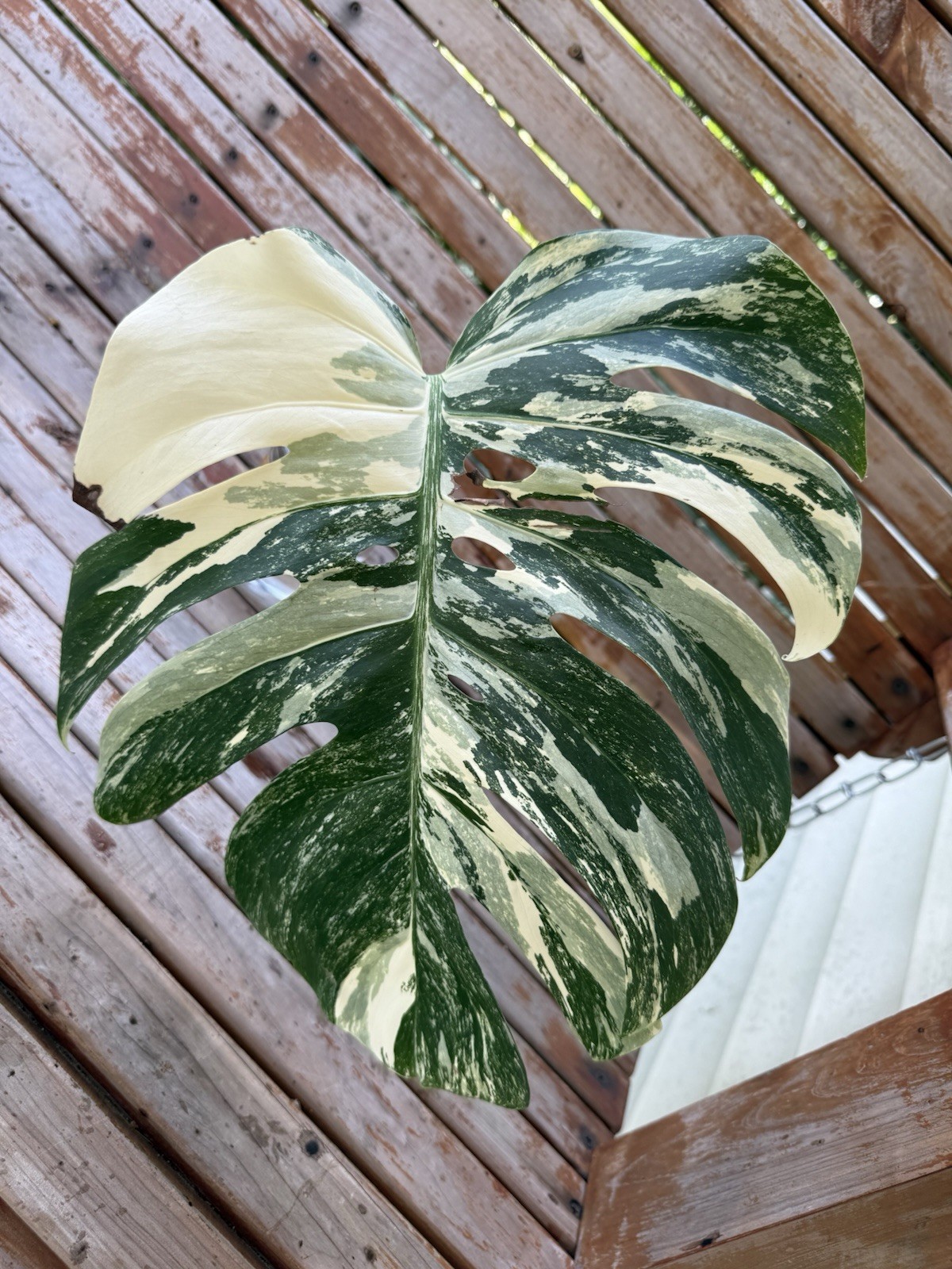 Monstera Albo Borsigiana HIGH Variegated Cutting – Large Leaf- Plant E
