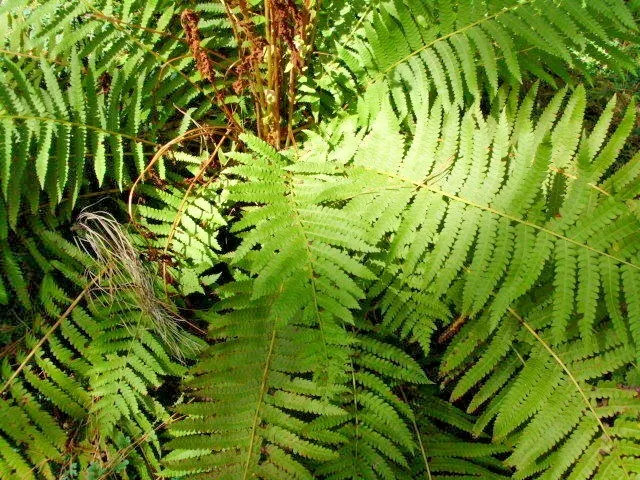 CINNAMON FERN SPORES – Osmundastrum cinnamomeum Tree Landscape