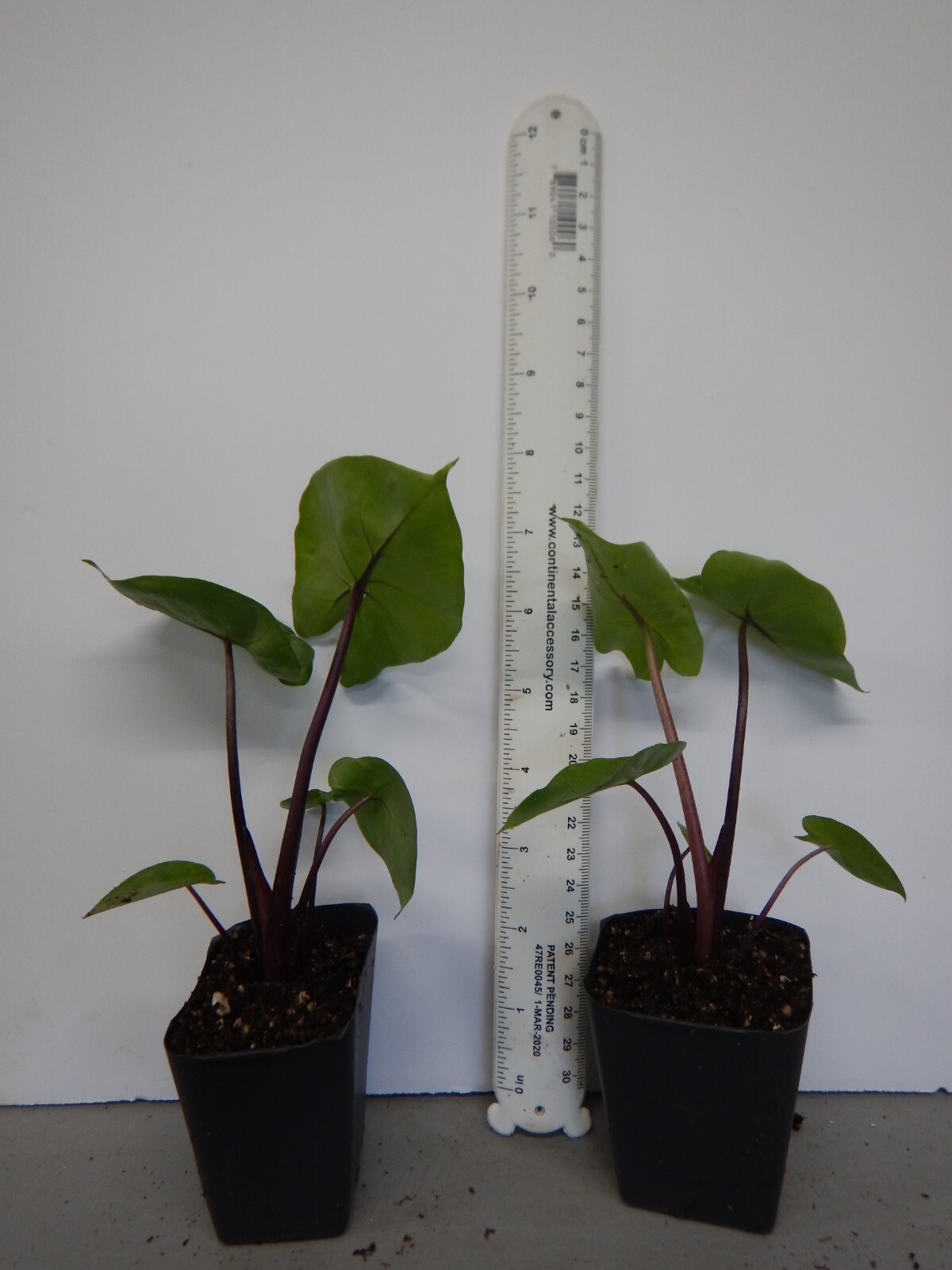 Waikiki Elephant Ear – Colocasia esculenta – Live STARTER Plant~~VERY RARE & HTF