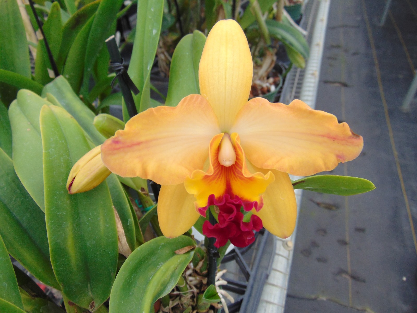 Ctt. Tropical Aurora SHEATHS 6″ pot HUGE PLANT