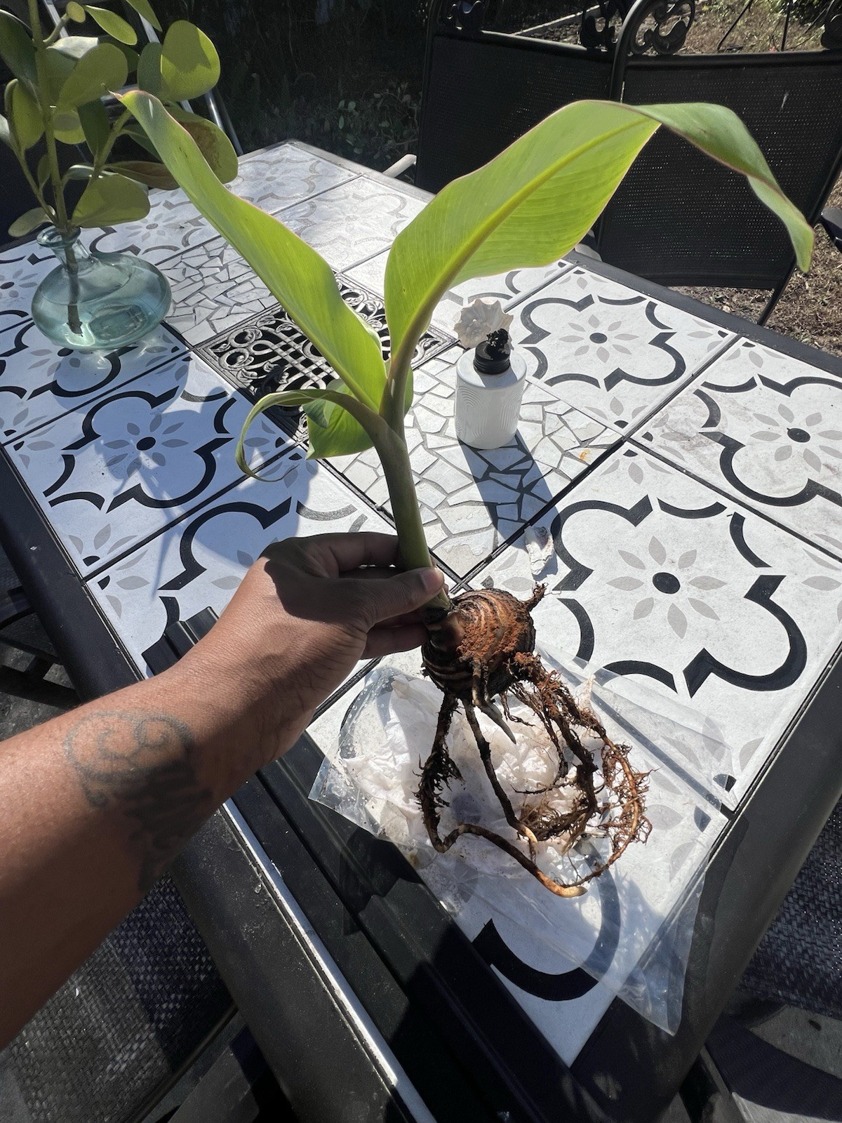 Live Burro Plantain Pups Potted Or with Rootball and Corm 10 Inch Tall Plant