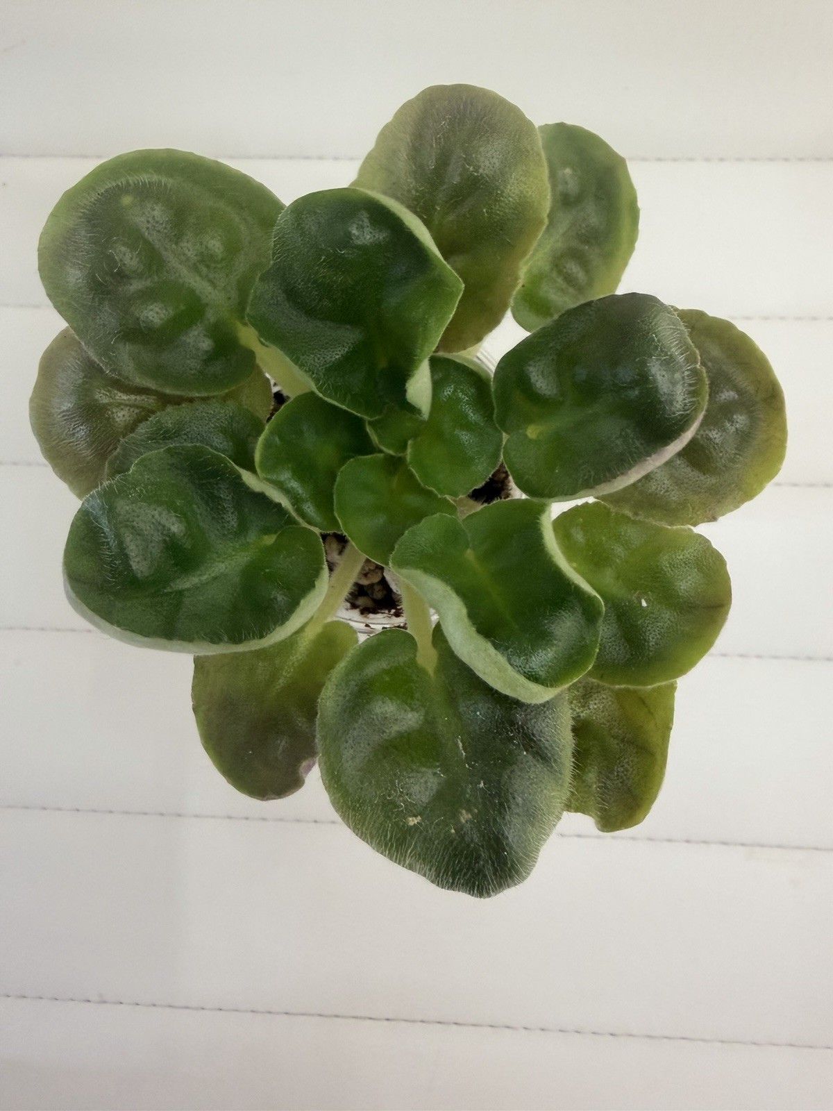 African Violet PLANT ~ AV- Polet Valkiriy(Ride of the Valkyries) Starter Rare