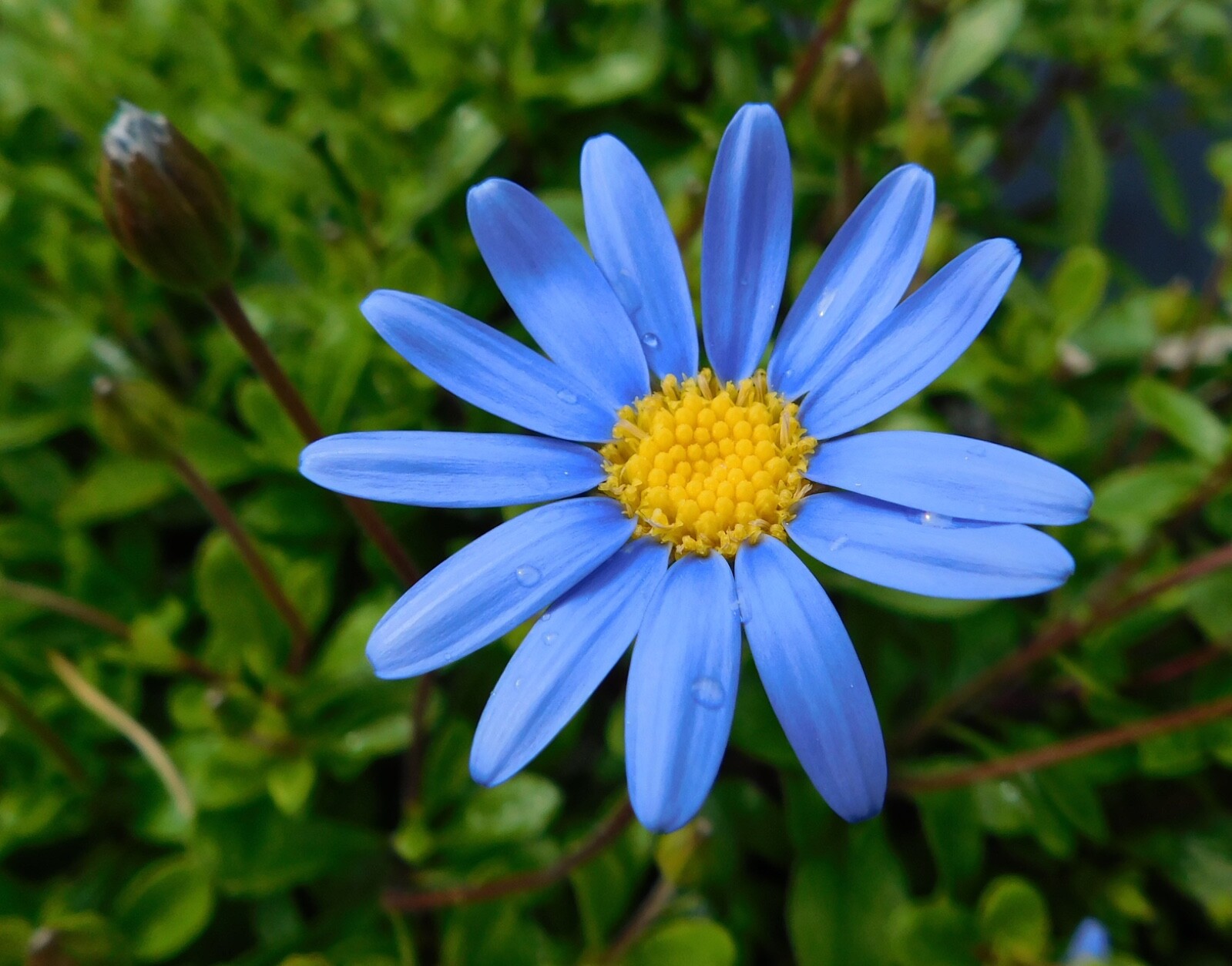 Felicia Blue Daisy seeds 100 Kingfisher