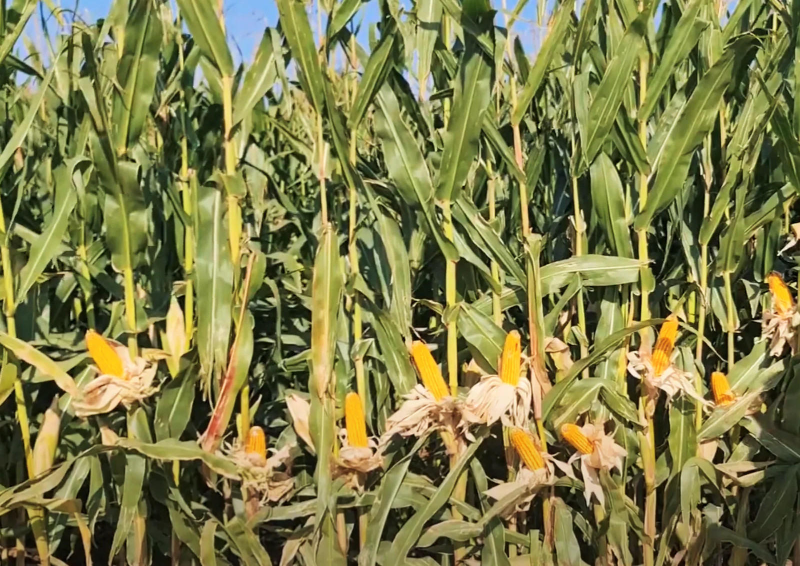 Reid’s Yellow Dent Corn Seeds – For 2025 Planting Open-Pollinated Yellow Flint