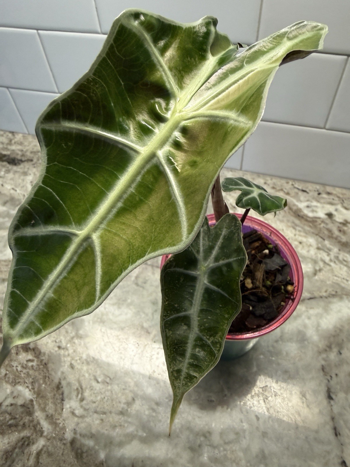 Pink Polly Ghost Mint Alocasia