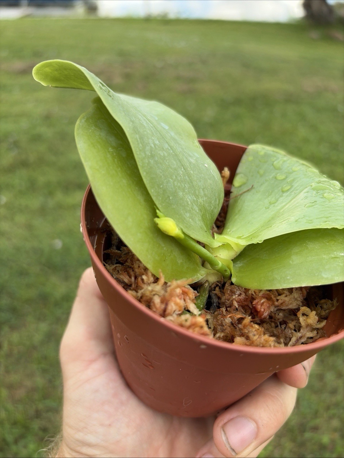 Phalaenopsis Bellina IN SPIKE Species Orchid Plant 0619