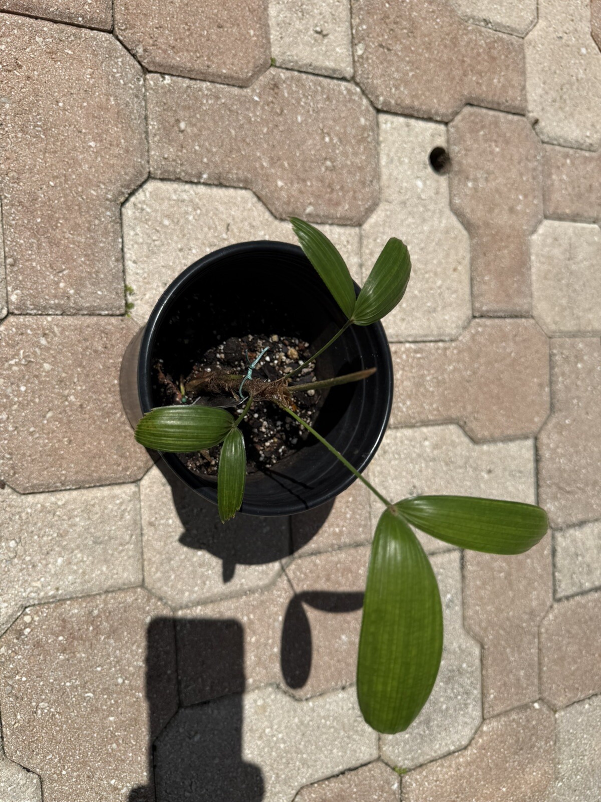 Rhapis Gracilis. Tropical Houseplant. Easy Care. Very Rare.