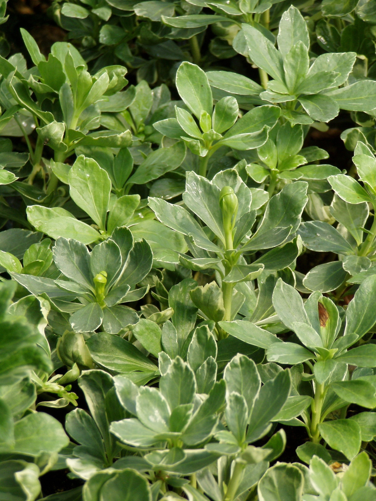 Pachysandra Silver Edge 100 Bare Root Plants