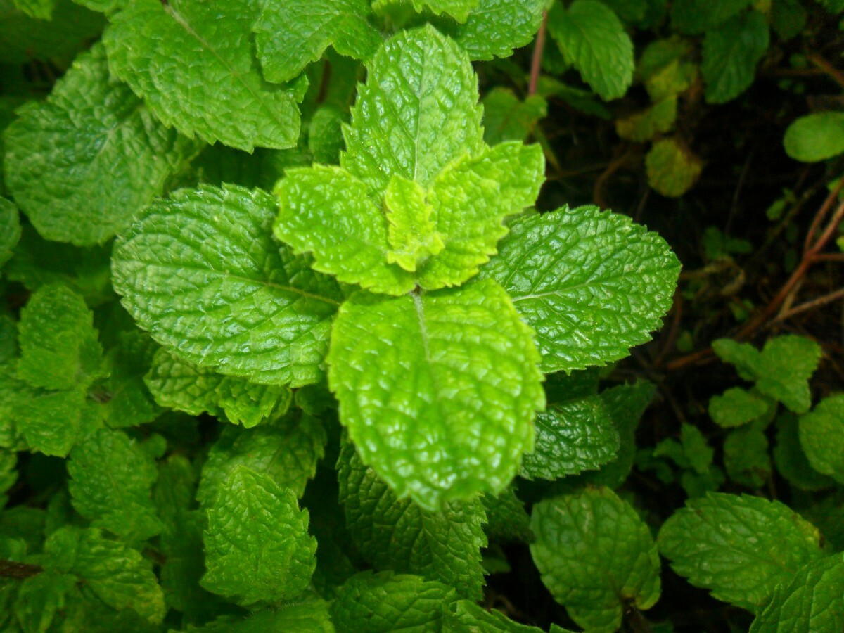 2500 SPEARMINT SEEDS Mentha spicata Mint Tea NonGMO