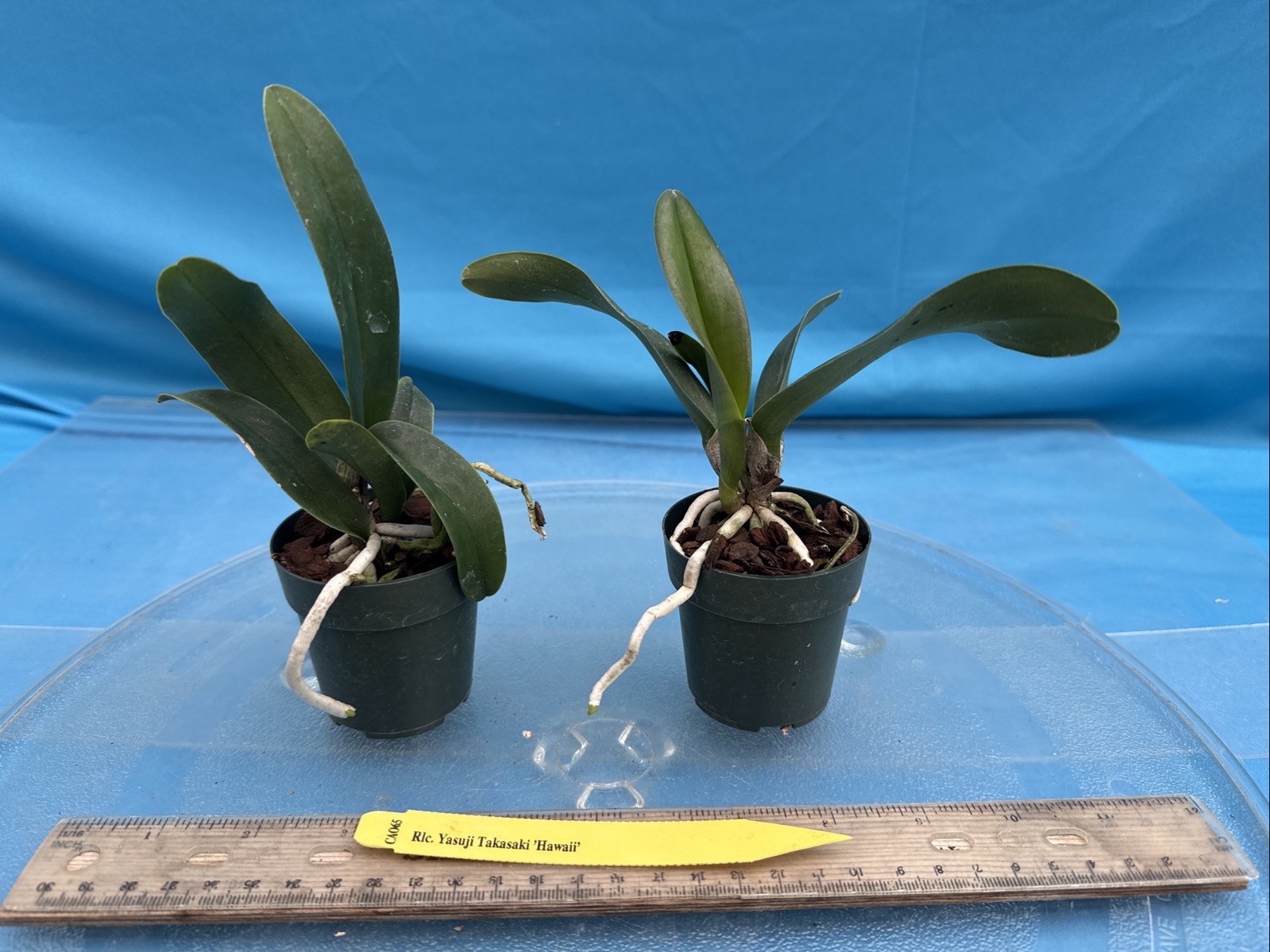 Cattleya Rlc Yasuji Takasaki Orange Red ‘Hawaii’ Fragrant Orchid Hybrid 2” Pot