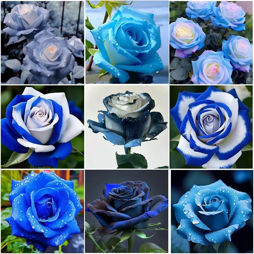 Perennial Rose Seeds Mix 110PCS – Colorful Blooming Perennial – Ideal for Patio,