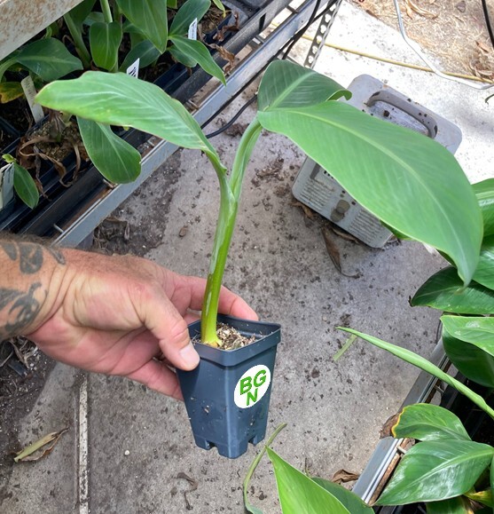 Burro Banana Plant – Live Plant