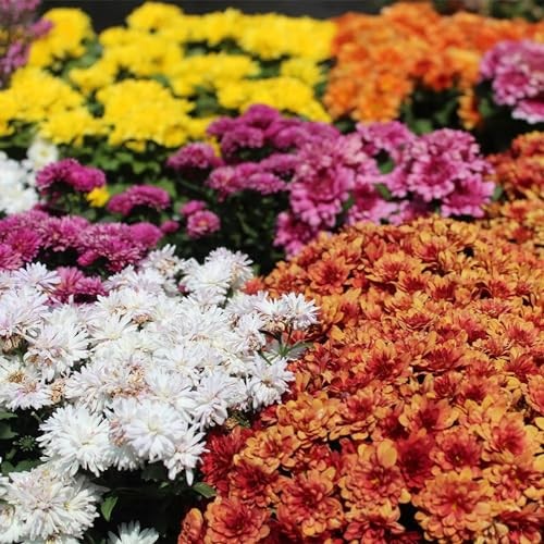 500+ Mixed Color Chrysanthemum Seeds for Planting – Hardy Garden Flower Seeds