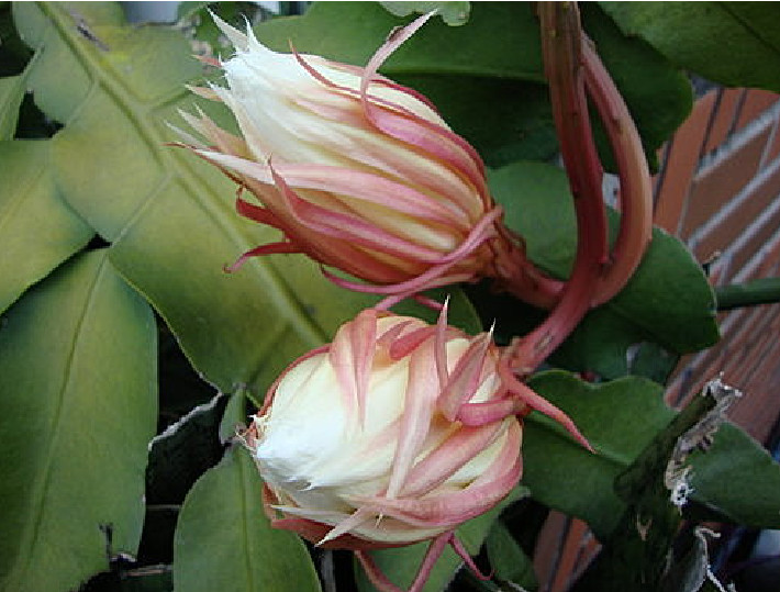 Epiphyllum Oxypetalum (Queen of the Night Orchid Cactus) 1 living plant