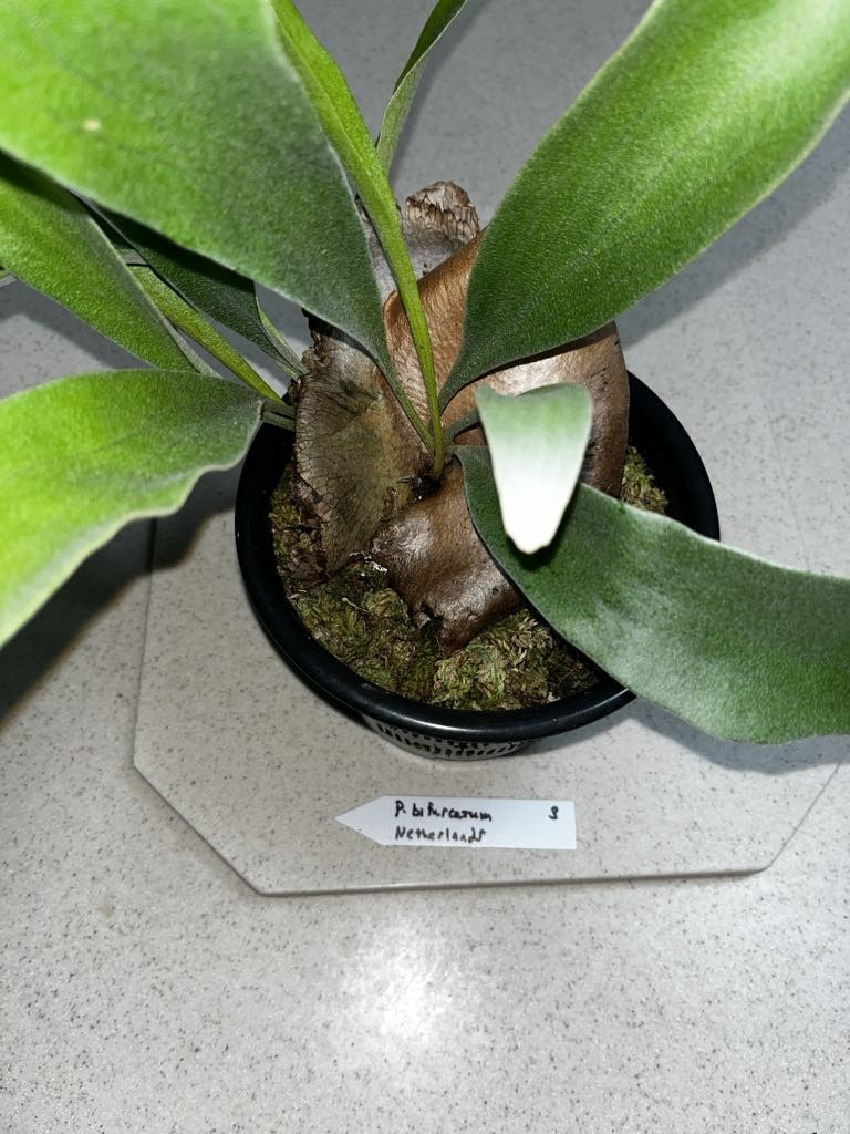 Platycerium bifurcatum Netherlands 7 Inch basket Florida